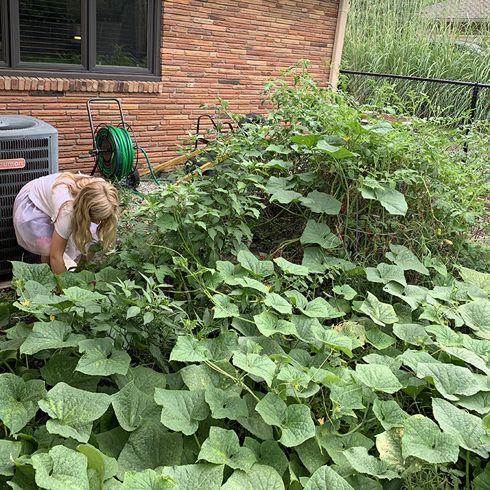 5 common vegetable garden mistakes to avoid